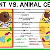 Centrioles are only found in animal cells. 1