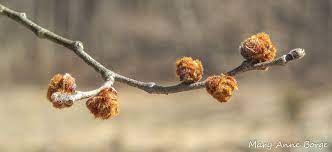 Is it a nut, a samara, a hops, a berry or. Slippery Elm In Bloom The Natural Web