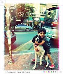 The mixes, produced by crossing a coonhound with other purebreds, would possess the high energy level and barking tendencies, alongside the protective instinct of its parent breed. 31 Walker Hound Ideas Walker Hound Hound Walker