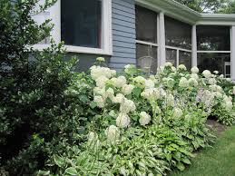 The hydrangea flowers look like soft colourful pillows floating on top of the fence. Hydrangea Annabelle Continues To Please Enchanted Gardens