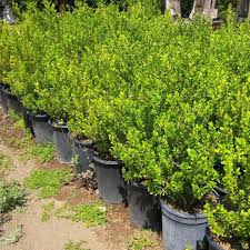 Image result for Buxus