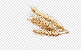 Here are my 3 criteria for all the choices on the list. Brown Wheat Common Wheat Ear Food Wheatgrass Barley People Whole Grain Bread Png Pngwing