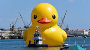 Meaning of duck in english. Ontario Giant Rubber Duck Is Counterfeit Says Artist Who Created Other Giant Rubber Duck The Two Way Npr
