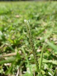 Image result for Cenchrus clandestinus