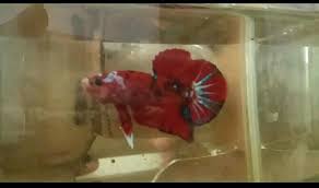 Mengenal ikan cupang yang memukau dunia +pic. Jual Ikan Cupang Red Koi Galaxy Perlengkapan Hewan Aksesoris Hewan Di Carousell