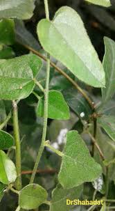 Image result for Cocculus hirsutus