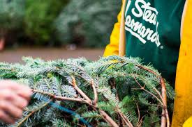 Christmas trees at stew leonard s. National Christmas Tree Shortage Is No Problem For Connecticut Farms