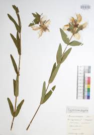 Image result for Vincetoxicum stenolobum