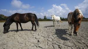 Sie waren bereits in le cirque du fer a cheval?teilen sie ihre erfahrung! Les Pourquoi Pourquoi Ferre T On Les Chevaux