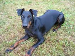 Sleek, speedy, and soooo good looking. Jack Manchester Terrier I Love Dogs Terrier
