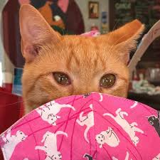 Stream caffeinated cat by zaga from desktop or your mobile device. Sunday Morning Coffee With Jaws We Ve The Caffeinated Cat Facebook