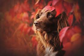 Image result for dogs in autumn