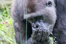 What happens if you start pounding your chest in front of a gorilla? Western Lowland Gorilla Apenheul