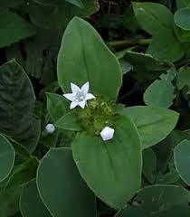 Image result for Cyphia richardsiae