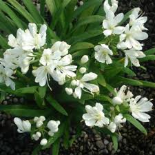 Agapanthus Agapetite Pb6 5 10 20
