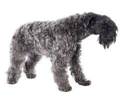 Pets4homes found 1 kerry blue terrier dogs and puppies for sale in the uk. Kerry Blue Terrier Dog Breed Facts And Information Wag Dog Walking