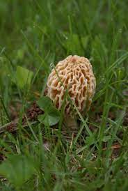 Morels Caution Required Cooking Egullet Forums