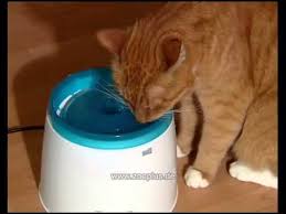 Catit Otomatik Su Kapi Kedi Kopek Su Pinari Www Turuncupet Com Youtube