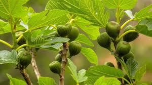 Several methods of propagation allow you to grow new plum trees. Different Methods For Propagating Fruit Trees From Cuttings Etc The Permaculture Research Institute