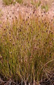 Image result for Thesium nigricans