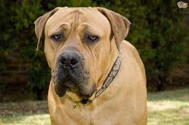 All About The South African Boerboel Dog Pets4homes