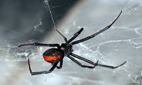 They are not social creatures and like to be left alone and not be bothered. Man 50 Is Left Unable To Urinate After Being Bitten On The Foot By A Black Widow Spider Daily Mail Online