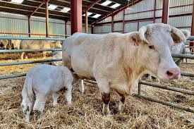 Annonce de la grande championne du concours national 2019. Salon De L Agriculture Decouvrez Ideale La Vache Charolaise Egerie De L Edition 2020