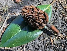 Southern magnolia (magnolia grandiflora) is a fragrant, beautiful, and most common magnolia. Magnolia Tree Seeds