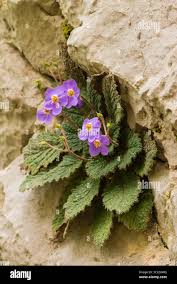 Image result for Gesneriaceae