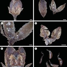 Image result for Stenostelma corniculatum