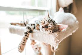I like to look at pictures of cats whenever i am feeling angry or frustrated or upset to calm myself down. 30 Cute Cat Photos Best Photos Of Cats