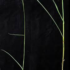 Image result for Scleria catophylla