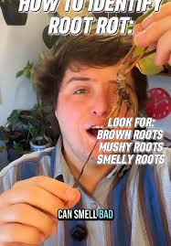 How to Know If Your Boston Fern Has Root Rot