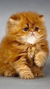 Beauty Is In The Eye Of The Beholder But Certain Cat Breeds Exude An Unmistakable Charm Here Are The Most Beautiful C Beautiful Cats Cute Cats Kittens Cutest