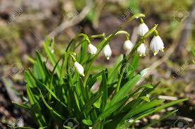 It can be used as a ground cover and border, as well as tied to a support structure. White Spring Snowflake Flower In The Wild Leucojum Vernum Is A Perennial Bulbous Flowering Plant Species Stock Photo Picture And Royalty Free Image Image 94361687