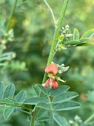 Image result for Indigofera lupatana