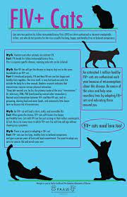 The Truth About Fiv Forever Home Pet Rescue Inc Facebook