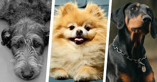 Check spelling or type a new query. 25 Low Maintenance Dog Breeds For People With Super Hectic Lives Purewow