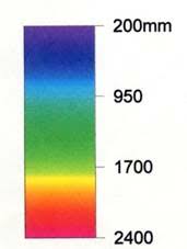 Image result for Triaspis dumeticola