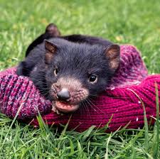 It has a squat and thick build, with a large head and a tail which is about half its body length. Fun Facts About Tasmanian Devils Tourism Australia