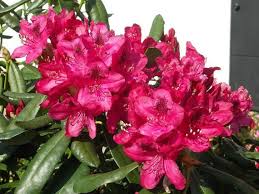 Thank You For Taking A Look At One Of Our Several Hundred Hybrid Rhododendrons We Have For Sale On Etsy Rhododendron Nova Zembla Season Plants Container Plants