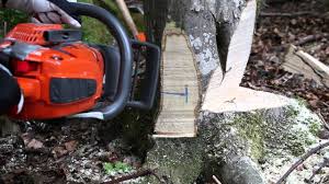 Baum Fallen Sicher Und Richtig Teil 2 Versetzter Fallschnitt Fur Ba Baum Fallen Holzernte Forstwirtschaft