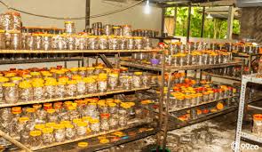 We did not find results for: Cara Ternak Kroto Di Rumah Hanya Pakai Paralon Omzet Tinggi