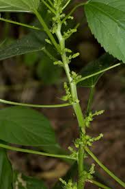 Image result for Acalypha ciliata