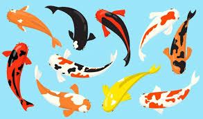 Maybe you would like to learn more about one of these? Premium Vector Watercolor Koi Carp Template