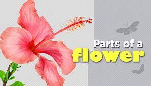 Name which one is not a perfect flower : Parts Of A Flower And Their Functions Biology Mocomi Kids