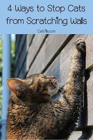 4 Tips To Stop Cats From Scratching Up Your Walls Furniture Cats Kittens Playing Kitten Care