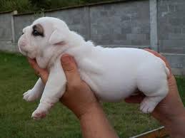 White English Bulldog Puppies For Sale Animals Abbeville Alabama Announcement 97727