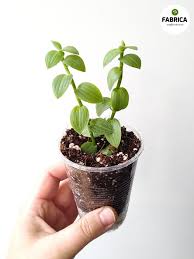 Image result for Aneilema zebrinum