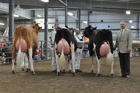 Midwest Spring National Holstein Show 2015